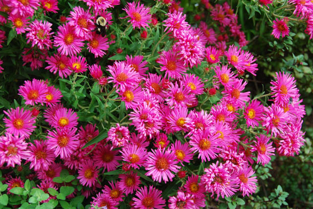 Aster Novae-Angliae 'Andenken an Alma Potschke', New England Aster 'Andenken an Alma Potschke', Michaelmas Daisy 'Andenken an Alma Potschke', Symphyotrichum Novae-Angliae 'Andenken an Alma Potschke', New England Aster 'Alma Potschke', Michaelmas Daisy 'Alma Potschke', Symphyotrichum Novae-Angliae 'Alma Potschke',