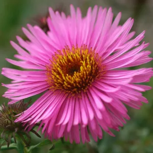 Aster Novae-Angliae 'Barr's Pink', New England Aster 'Barr's Pink', Michaelmas Daisy 'Barr's Pink', Symphyotrichum Novae-Angliae 'Barr's Pink', pink aster