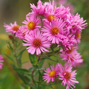 Aster Novae-Angliae 'Harrington's Pink', New England Aster 'Harrington's Pink', Michaelmas Daisy 'Harrington's Pink', Symphyotrichum Novae-Angliae 'Harrington's Pink', pink aster
