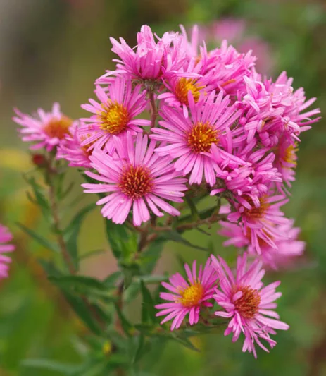 Aster Novae-Angliae 'Harrington's Pink', New England Aster 'Harrington's Pink', Michaelmas Daisy 'Harrington's Pink', Symphyotrichum Novae-Angliae 'Harrington's Pink', pink aster