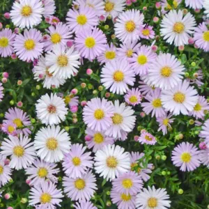 Aster Novae-Angliae 'KICKIN Pink Chiffon', Aster 'KICKIN Pink Chiffon', New England Aster 'KICKIN Pink Chiffon', Michaelmas Daisy 'KICKIN Pink Chiffon', Symphyotrichum Novae-Angliae 'KICKIN Pink Chiffon', Pink aster