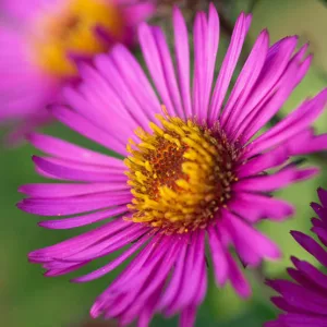 Aster Novae-Angliae 'Lou Williams', New England Aster 'Lou Williams', Michaelmas Daisy 'Lou Williams', Symphyotrichum Novae-Angliae 'Lou Williams', Aster 'Lou Williams', Pink Aster