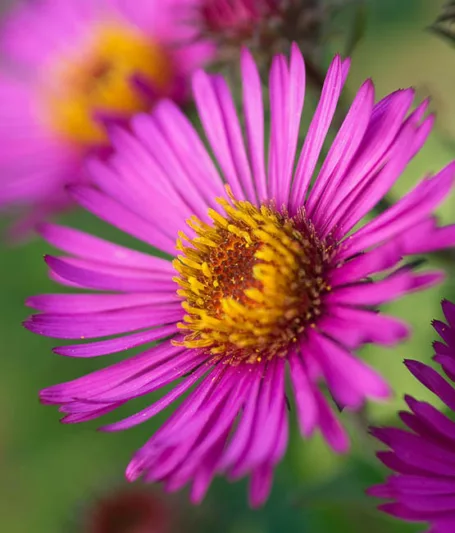 Aster Novae-Angliae 'Lou Williams', New England Aster 'Lou Williams', Michaelmas Daisy 'Lou Williams', Symphyotrichum Novae-Angliae 'Lou Williams', Aster 'Lou Williams', Pink Aster