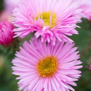 Aster Novae-Angliae 'Pink Victor', New England Aster 'Pink Victor', Michaelmas Daisy 'Pink Victor', Symphyotrichum Novae-Angliae 'Pink Victor', pink aster
