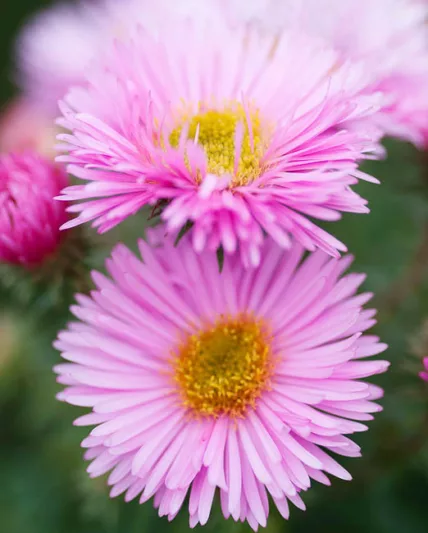 Aster Novae-Angliae 'Pink Victor', New England Aster 'Pink Victor', Michaelmas Daisy 'Pink Victor', Symphyotrichum Novae-Angliae 'Pink Victor', pink aster