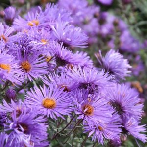 Aster Novae-Angliae 'Purple Cloud', New England Aster 'Purple Cloud', Michaelmas Daisy 'Purple Cloud', Symphyotrichum Novae-Angliae 'Purple Cloud', purple aster, violet aster