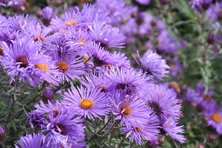 Aster Novae-Angliae 'Purple Cloud', New England Aster 'Purple Cloud', Michaelmas Daisy 'Purple Cloud', Symphyotrichum Novae-Angliae 'Purple Cloud', purple aster, violet aster