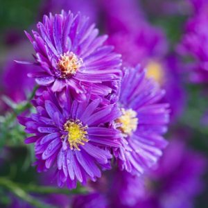 Aster Novae-Angliae 'Purple Dome', New England Aster 'Purple Dome', Michaelmas Daisy 'Purple Dome', Symphyotrichum Novae-Angliae 'Purple Dome', purple aster, violet aster