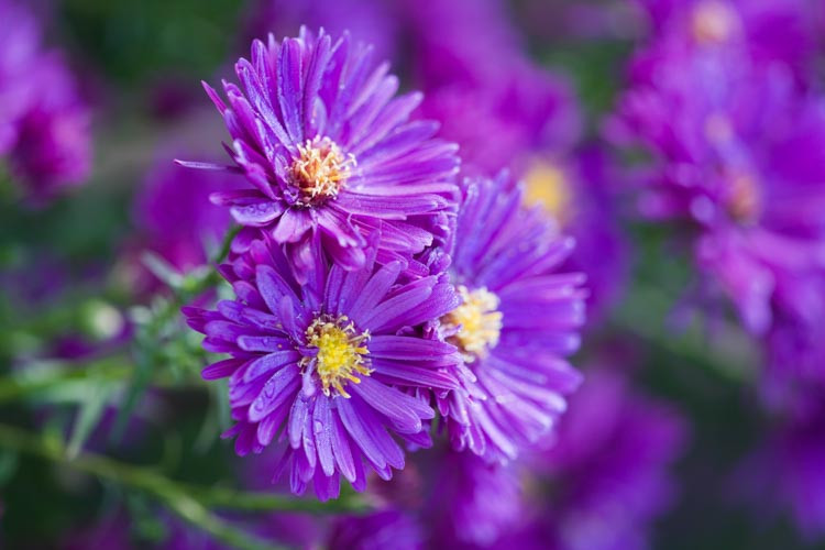 Aster Novae-Angliae 'Purple Dome', New England Aster 'Purple Dome', Michaelmas Daisy 'Purple Dome', Symphyotrichum Novae-Angliae 'Purple Dome', purple aster, violet aster