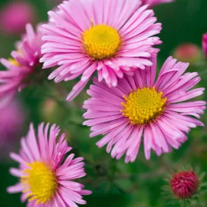 Aster Novae-Angliae 'Rosa Sieger', New England Aster 'Rosa Sieger', Michaelmas Daisy 'Rosa Sieger', Symphyotrichum Novae-Angliae 'Rosa Sieger', pink aster