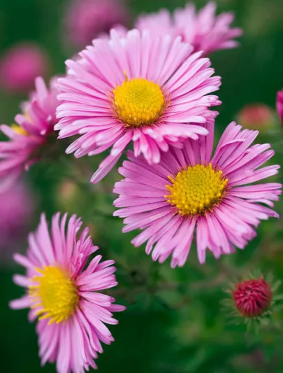 Aster Novae-Angliae 'Rosa Sieger', New England Aster 'Rosa Sieger', Michaelmas Daisy 'Rosa Sieger', Symphyotrichum Novae-Angliae 'Rosa Sieger', pink aster