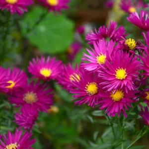 Aster Novae-Angliae 'September Ruby', New England Aster 'September Ruby', Michaelmas Daisy 'September Ruby', Symphyotrichum Novae-Angliae 'September Ruby', Aster 'September Ruby',New England Aster 'Septemberrubin', Michaelmas Daisy 'Septemberrubin', Symphyotrichum Novae-Angliae 'Septemberrubin'