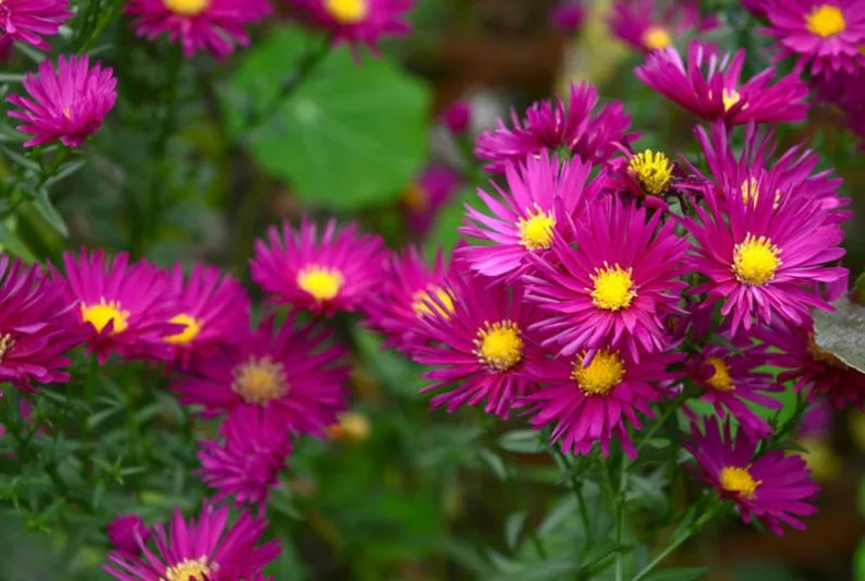 Aster Novae-Angliae 'September Ruby', New England Aster 'September Ruby', Michaelmas Daisy 'September Ruby', Symphyotrichum Novae-Angliae 'September Ruby', Aster 'September Ruby',New England Aster 'Septemberrubin', Michaelmas Daisy 'Septemberrubin', Symphyotrichum Novae-Angliae 'Septemberrubin'