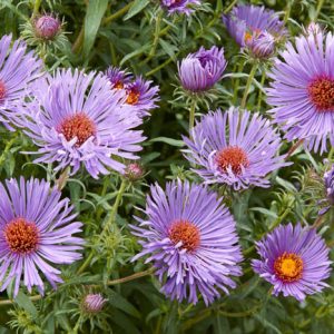 Aster Novae-Angliae 'Treasure', New England Aster 'Treasure', Michaelmas Daisy 'Treasure', Symphyotrichum Novae-Angliae 'Treasure', purple aster, Lilac aster