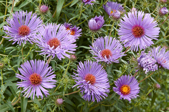 Aster Novae-Angliae 'Treasure', New England Aster 'Treasure', Michaelmas Daisy 'Treasure', Symphyotrichum Novae-Angliae 'Treasure', purple aster, Lilac aster