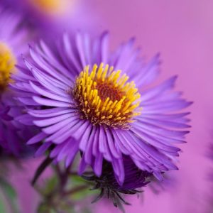 Aster Novae-Angliae 'Violetta', New England Aster 'Violetta', Michaelmas Daisy 'Violetta', Symphyotrichum Novae-Angliae 'Violetta', purple aster, violet aster