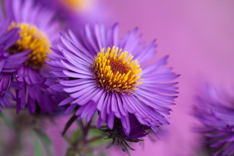 Aster Novae-Angliae 'Violetta', New England Aster 'Violetta', Michaelmas Daisy 'Violetta', Symphyotrichum Novae-Angliae 'Violetta', purple aster, violet aster