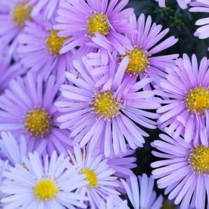 Aster Novi-Belgii, New York Aster, Michaelmas Daisy, Symphyotrichum novi-belgii, Purple Aster, Violet aster