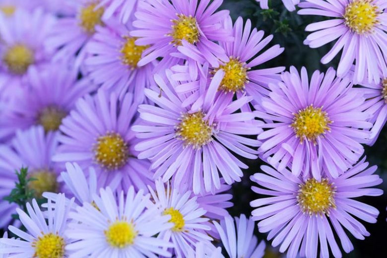 Aster Novi-Belgii, New York Aster, Michaelmas Daisy, Symphyotrichum novi-belgii, Purple Aster, Violet aster