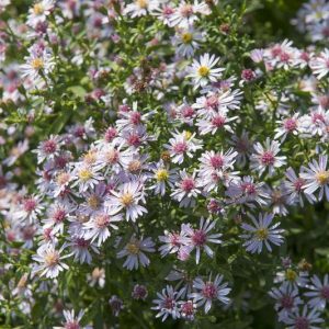 Aster Novi-Belgii 'Coombe Fishacre', New York Aster 'Coombe Fishacre', Michaelmas Daisy 'Coombe Fishacre', Symphyotrichum 'Coombe Fishacre', Aster 'Coombe Fishacre'