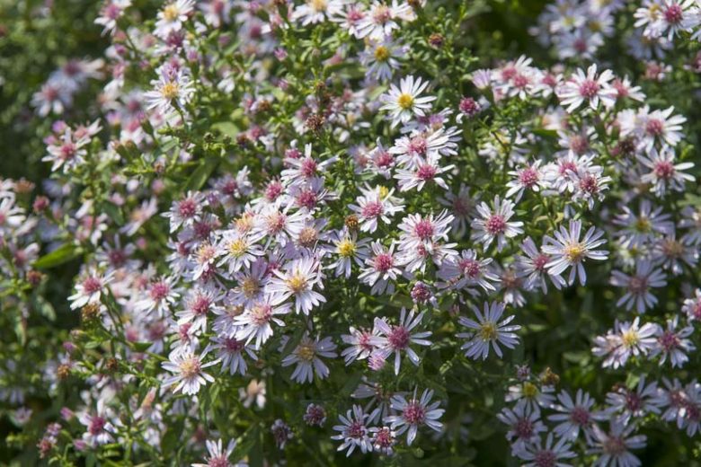 Aster Novi-Belgii 'Coombe Fishacre', New York Aster 'Coombe Fishacre', Michaelmas Daisy 'Coombe Fishacre', Symphyotrichum 'Coombe Fishacre', Aster 'Coombe Fishacre'