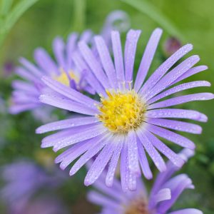 Symphyotrichum oblongifolium, Aromatic Aster, Aromatic American Aster, Fall Aster, Wild Blue Aster, Shale Aster, Aster obligonfolius