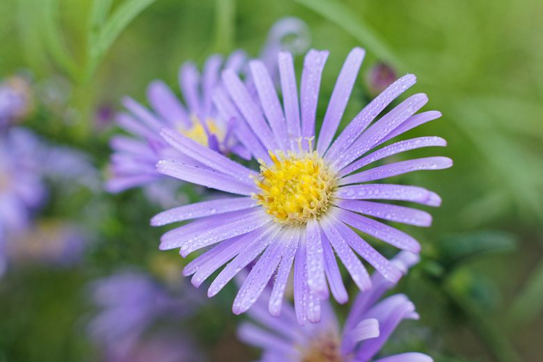 Symphyotrichum oblongifolium, Aromatic Aster, Aromatic American Aster, Fall Aster, Wild Blue Aster, Shale Aster, Aster obligonfolius