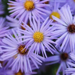 Symphyotrichum oblongifolium 'October Skies',Aromatic Aster 'October Skies', Fall Aster 'October Skies', Aster obligonfolius 'October Skies'