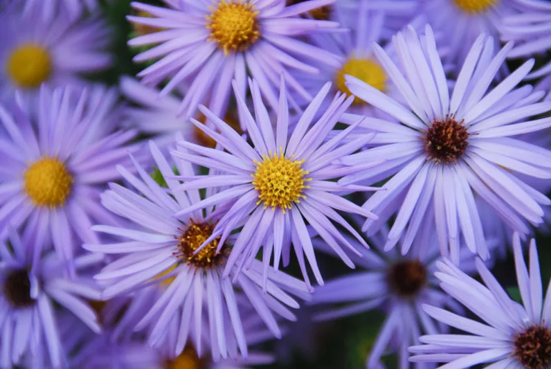 Symphyotrichum oblongifolium 'October Skies',Aromatic Aster 'October Skies', Fall Aster 'October Skies', Aster obligonfolius 'October Skies'
