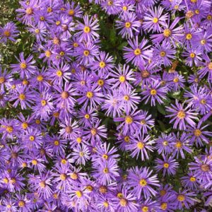 Aster x Frikartii 'Jungfrau', Frikart's Aster, Michaelmas Daisy, Frikart's Aster 'Jungfrau', Michaelmas Daisy 'Jungfrau', Fall perennials, Fall Flowers, Purple flowers, blue flowers
