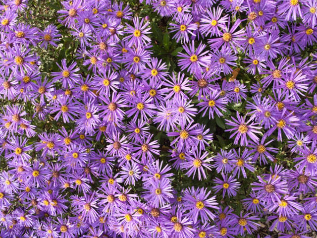 Aster x Frikartii 'Jungfrau', Frikart's Aster, Michaelmas Daisy, Frikart's Aster 'Jungfrau', Michaelmas Daisy 'Jungfrau', Fall perennials, Fall Flowers, Purple flowers, blue flowers