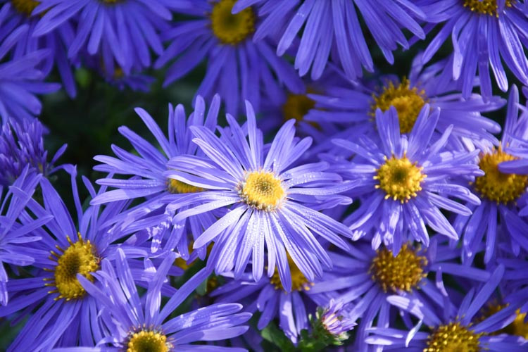 Aster x Frikartii 'Monch', Frikart's Aster, Michaelmas Daisy, Frikart's Aster 'Monch', Michaelmas Daisy 'Monch', Fall perennials, Fall Flowers, Purple flowers, blue flowers