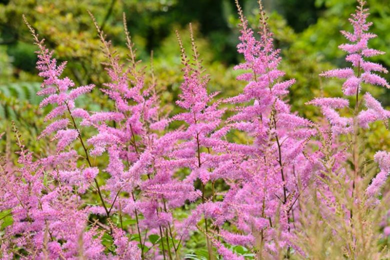 Astilbe x Arendsii 'Amethyst', Astilbe Amethyst information, Amethyst Astilbe information, False Spirea Amethyst information, Purple astilbe, lavender astilbe
