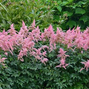 Astilbe 'Bressingham Beauty', Astilbe x Arendsii 'Bressingham Beauty', False Spirea 'Bressingham Beauty', False Goat's Beard 'Bressingham Beauty', Pink astilbe