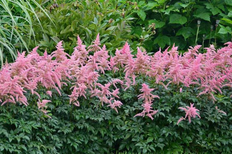 Astilbe 'Bressingham Beauty', Astilbe x Arendsii 'Bressingham Beauty', False Spirea 'Bressingham Beauty', False Goat's Beard 'Bressingham Beauty', Pink astilbe