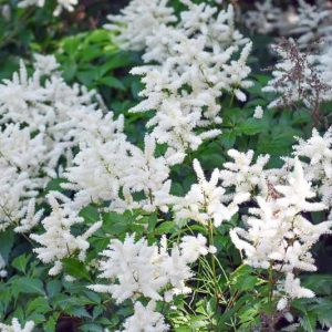 Astilbe 'Bridal Veil', Astilbe x Arendsii 'Bridal Veil', False Spirea 'Bridal Veil', False Goat's Beard 'Bridal Veil', Astilbe x Arendsii 'Brautschleier', False Spirea 'Brautschleier', False Goat's Beard 'Brautschleier', White Astilbes, White flowers, flo