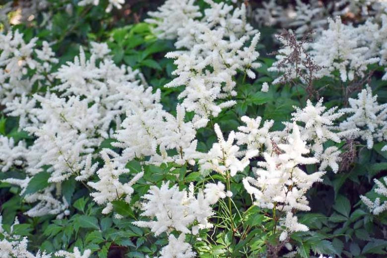 Astilbe 'Bridal Veil', Astilbe x Arendsii 'Bridal Veil', False Spirea 'Bridal Veil', False Goat's Beard 'Bridal Veil', Astilbe x Arendsii 'Brautschleier', False Spirea 'Brautschleier', False Goat's Beard 'Brautschleier', White Astilbes, White flowers, flo