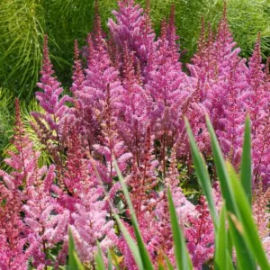 Astilbe Chinensis 'Maggie Daley', Chinese Astilbe 'Maggie Daley', False Spirea 'Maggie Daley', False Goat's Beard 'Maggie Daley', Astilbe 'Maggie Daley', purple Astilbes, Purple flowers, pink Astilbes, Pink flowers, flowers for shade