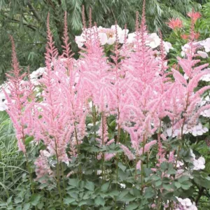 Chinese Astilbe 'Mighty Pip', False Spirea 'Mighty Pip', False Goat's Beard 'Mighty Pip', Astilbe 'Mighty Pip', Pink Astilbe, Pink False Spirea, Pink False Goat Beard