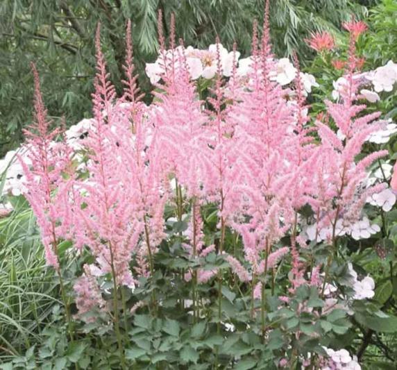 Chinese Astilbe 'Mighty Pip', False Spirea 'Mighty Pip', False Goat's Beard 'Mighty Pip', Astilbe 'Mighty Pip', Pink Astilbe, Pink False Spirea, Pink False Goat Beard