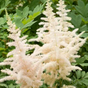Chinese Astilbe 'Milk and Honey', False Spirea 'Milk and Honey', False Goat's Beard 'Milk and Honey', Astilbe 'Milk and Honey', White Astilbe, White False Spirea, White False Goat Beard
