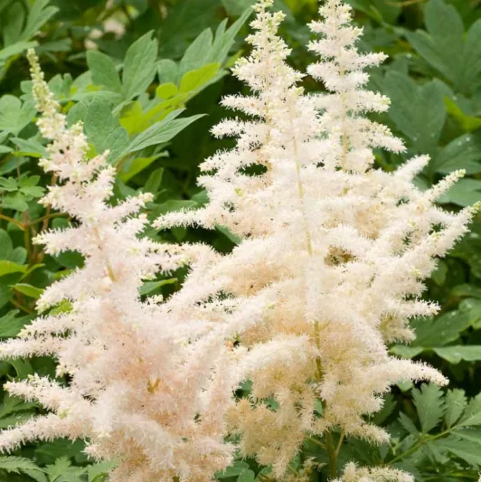 Chinese Astilbe 'Milk and Honey', False Spirea 'Milk and Honey', False Goat's Beard 'Milk and Honey', Astilbe 'Milk and Honey', White Astilbe, White False Spirea, White False Goat Beard