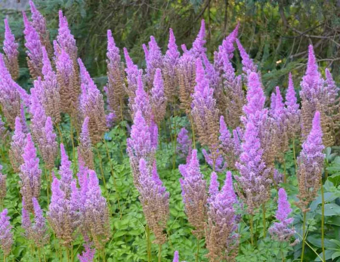 Chinese Astilbe 'Purple Candles', False Spirea 'Purple Candles', False Goat's Beard 'Purple Candles', Astilbe 'Purple Candles', Purple Astilbe, Purple False Spirea, Purple False Goat Beard