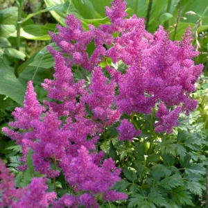 Astilbe Chinensis var. Pumila, Dwarf Chinese Astilbe, Astilbe Chinensis Minima  Astilbe Chinesis 'Pumila', Astilbe Pumila, Pink Astilbes, Pink flowers, flowers for shade