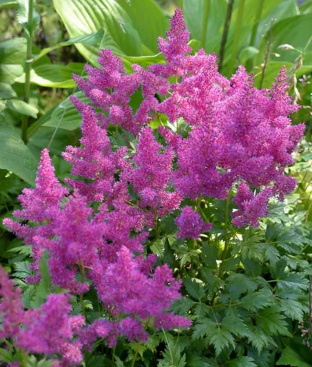 Astilbe Chinensis var. Pumila, Dwarf Chinese Astilbe, Astilbe Chinensis Minima  Astilbe Chinesis 'Pumila', Astilbe Pumila, Pink Astilbes, Pink flowers, flowers for shade