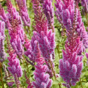 Astilbe Chinensis var. Taquetii 'Purpurlanz', Chinese Astilbe 'Purpurlanz', False Spirea 'Purpurlanz', False Goat's Beard 'Purpurlanz',Astilbe Chinensis var. Taquetii 'Purple Lance', purple Astilbes, Purple flowers, flowers for shade