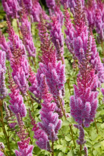Astilbe Chinensis var. Taquetii 'Purpurlanz', Chinese Astilbe 'Purpurlanz', False Spirea 'Purpurlanz', False Goat's Beard 'Purpurlanz',Astilbe Chinensis var. Taquetii 'Purple Lance', purple Astilbes, Purple flowers, flowers for shade