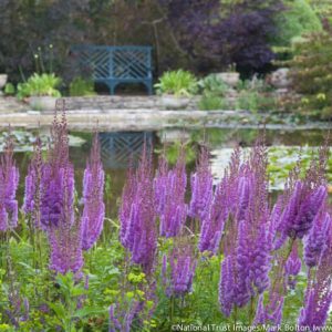 Astilbe Chinensis var. Taquetii 'Superba', Chinese Astilbe 'Superba', False Spirea 'Superba', False Goat's Beard 'Superba', Astilbe 'Superba', purple Astilbes, Purple flowers, flowers for shade