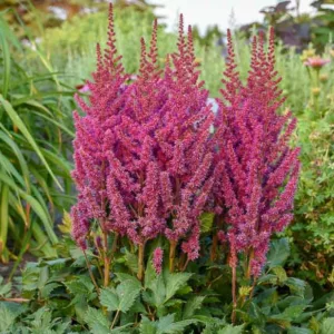 Chinese Astilbe 'Visions', False Spirea 'Visions', False Goat's Beard 'Vision's, Astilbe 'Vision in Pink', Astilbe 'Vision in Red', Astilbe 'Vision in White'