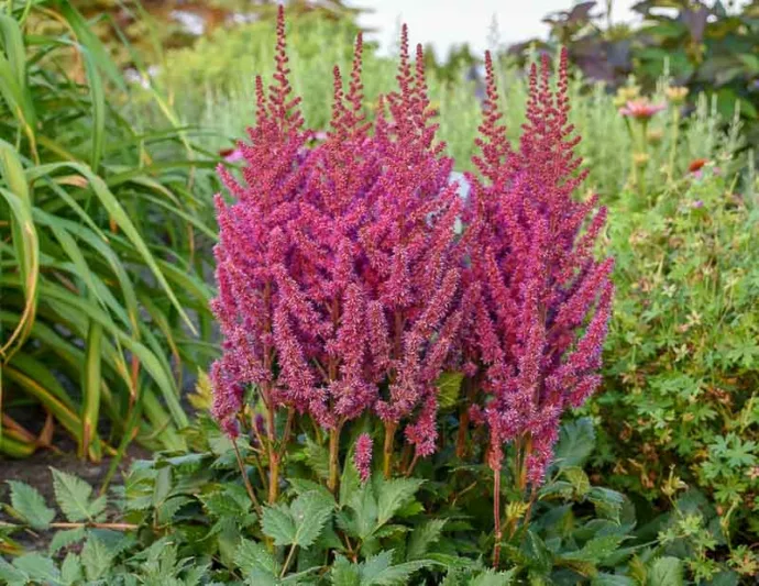 Chinese Astilbe 'Visions', False Spirea 'Visions', False Goat's Beard 'Vision's, Astilbe 'Vision in Pink', Astilbe 'Vision in Red', Astilbe 'Vision in White'
